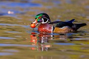 Wood Ducks 2023  Wood Ducks : Wood Ducks
