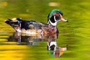 Wood Ducks 2023  Wood Ducks : Wood Ducks