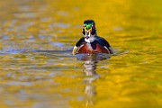 Wood Ducks 2023  Wood Ducks : Wood Ducks