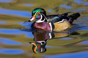 Wood Ducks 2023  Wood Ducks : Wood Ducks