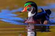 Wood Ducks 2023  Wood Ducks : Wood Ducks