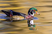 Wood Ducks 2023  Wood Ducks : Wood Ducks