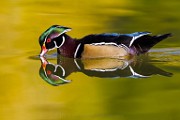 Woodducks Fall 2021