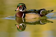 Wood Ducks, Fall 2021  Wood Ducks : Wood Ducks