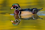 Wood Ducks, Fall 2021  Wood Ducks : Wood Ducks