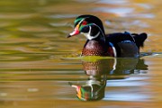 Wood Ducks, Fall 2021  Wood Ducks : Wood Ducks