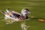 Wood Ducks, Fall 2021  Wood Ducks : Wood Ducks