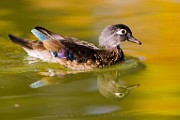 Wood Ducks, Fall 2021  Wood Ducks : Wood Ducks