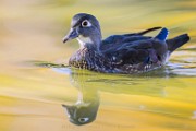 Wood Ducks, Fall 2021  Wood Ducks : Wood Ducks