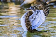 Wood Ducks, Fall 2021  Wood Ducks : Wood Ducks