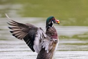 Wood Ducks, Fall 2021  Wood Ducks : Wood Ducks