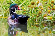Wood Ducks, Fall 2021  Wood Ducks : Wood Ducks